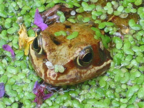 Frog eyes by noodlemaps from Flickr